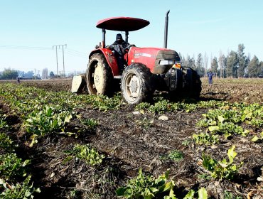 Prórroga automática de créditos Indap beneficiará a 23 mil pequeños agricultores del país