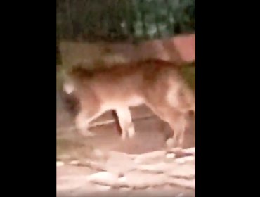 Puma suelto por las calles de Ñuñoa y Providencia genera operativo para rescatarlo