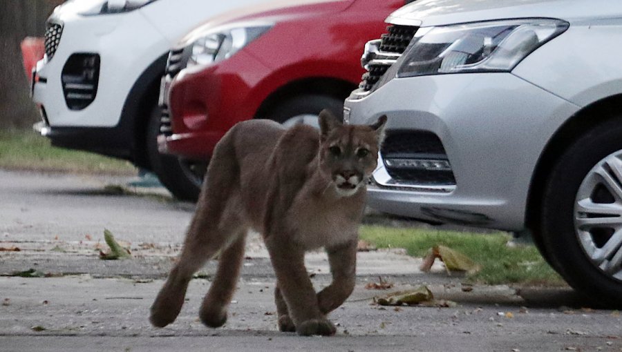 Puma visto en Providencia y Ñuñoa logró ser rescatado: mira las mejores imágenes del operativo