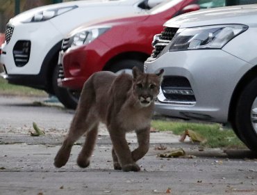 Puma visto en Providencia y Ñuñoa logró ser rescatado: mira las mejores imágenes del operativo