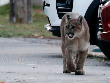 Avistan otro puma en calles de la región Metropolitana: montan operativo en La Reina