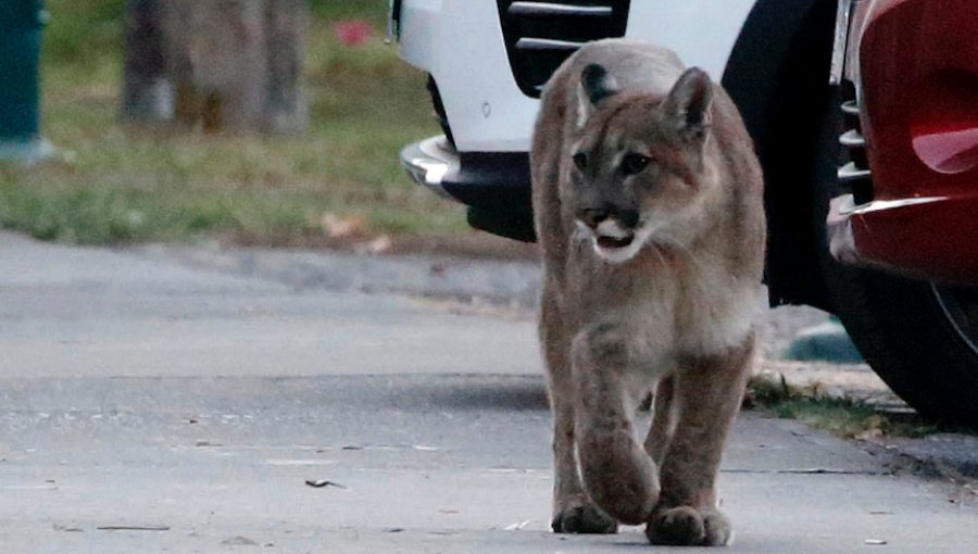 Avistan otro puma en calles de la región Metropolitana: montan operativo en La Reina