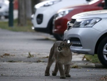 Expertos de la U de Chile: Sequía empuja a pumas de zona central a la ciudad