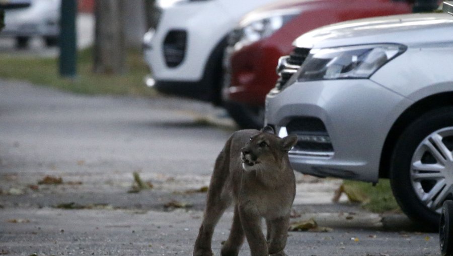 Expertos de la U de Chile: Sequía empuja a pumas de zona central a la ciudad