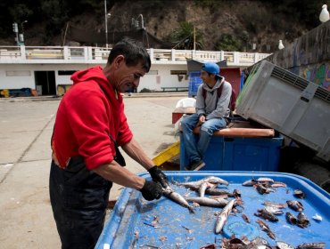 Pescadores de caleta El Membrillo han aumentado sus ventas con la modalidad delivery