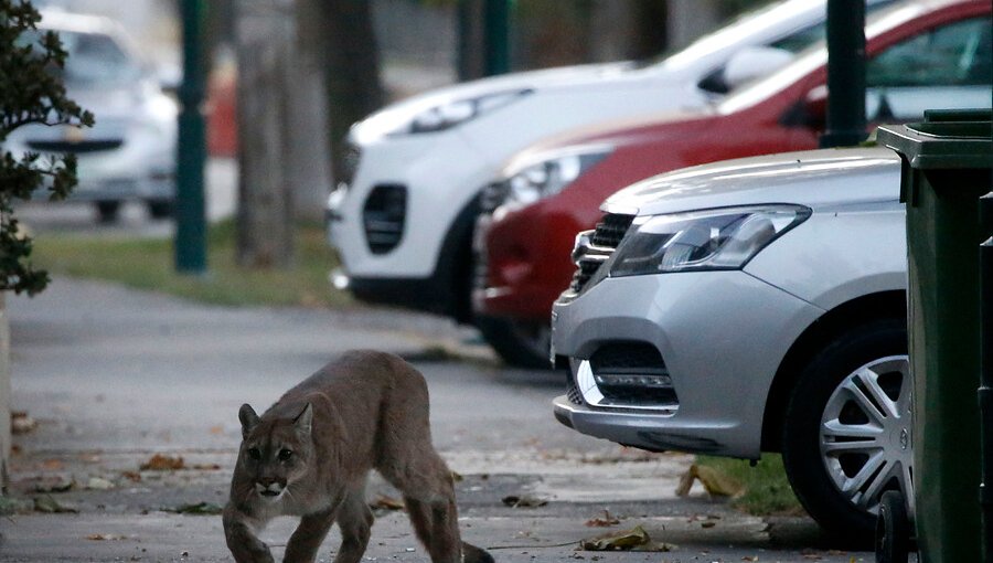 Capturan a puma avistado en condominios de Chicureo: es una hembra juvenil