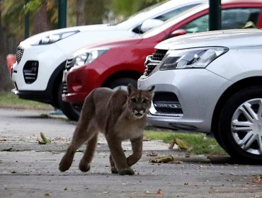 Puma rescatada en Chicureo presenta fracturas dentales y heridas en su cabeza