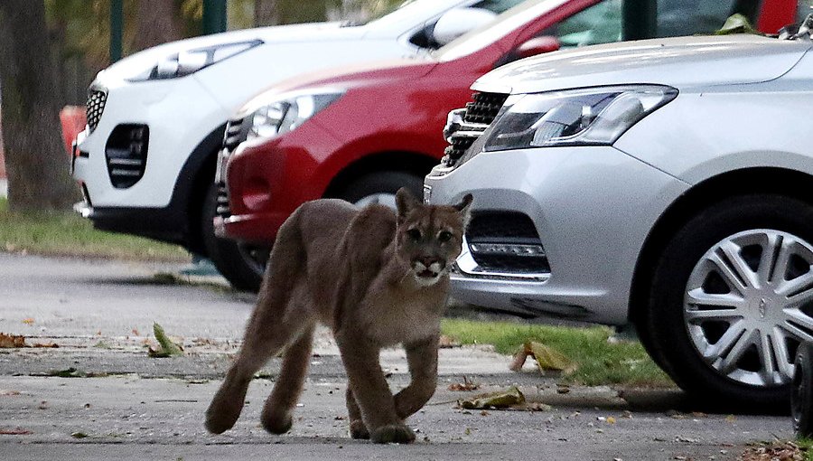 Puma rescatada en Chicureo presenta fracturas dentales y heridas en su cabeza