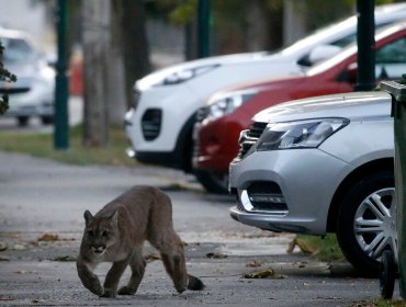 Capturan a puma avistado en condominios de Chicureo: es una hembra juvenil