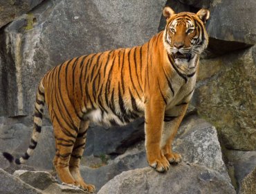 Tigre del zoológico de Bronx dio positivo a Covid-19: es el primer caso de contagio en un animal en EE.UU.