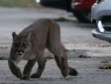 Tercer puma rescatado en zona urbana de la región Metropolitana fue devuelto a su hábitat natural