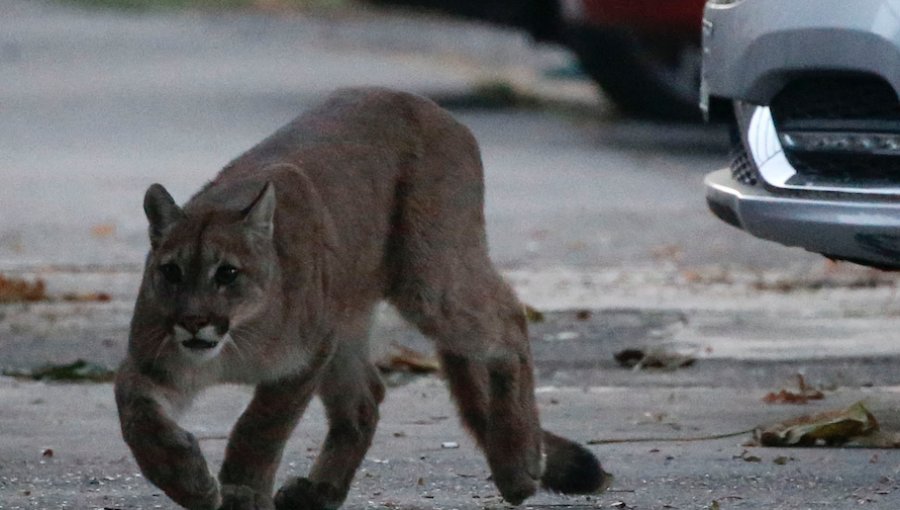 Tercer puma rescatado en zona urbana de la región Metropolitana fue devuelto a su hábitat natural