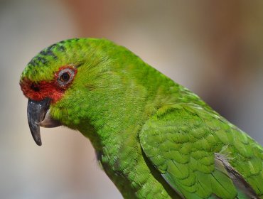 Gran cantidad de loros muertos fueron encontrados en ruta que une Osorno con San Juan de la Costa