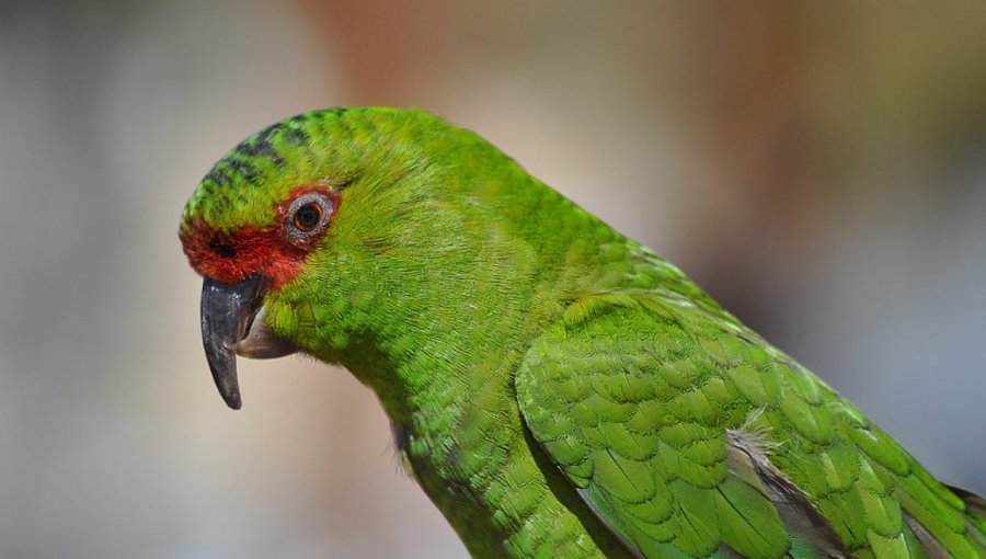 Gran cantidad de loros muertos fueron encontrados en ruta que une Osorno con San Juan de la Costa
