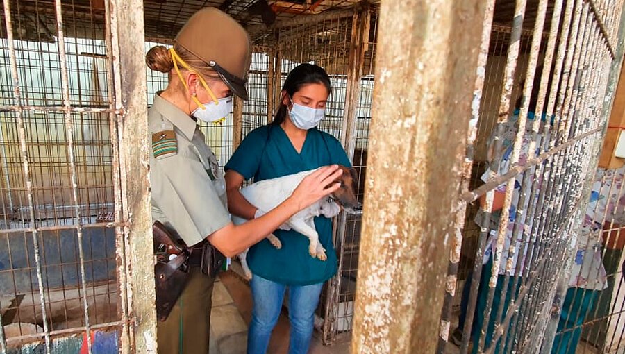 Desbaratan canil clandestino en Peñaflor y detienen al dueño por maltrato animal