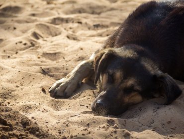 Con claros signos de haber sido envenenados, seis perritos fueron encontrados muertos en Limache