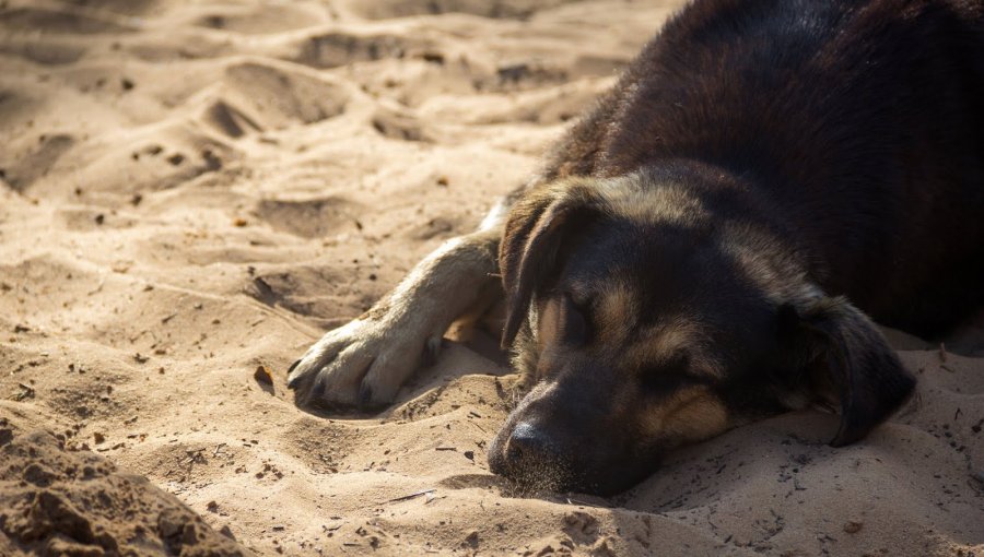 Con claros signos de haber sido envenenados, seis perritos fueron encontrados muertos en Limache