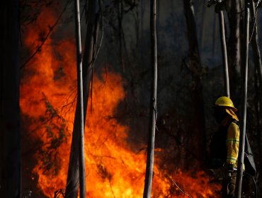 Declaran Alerta Roja para la comuna de Lumaco por incendio forestal cercano a sectores poblados