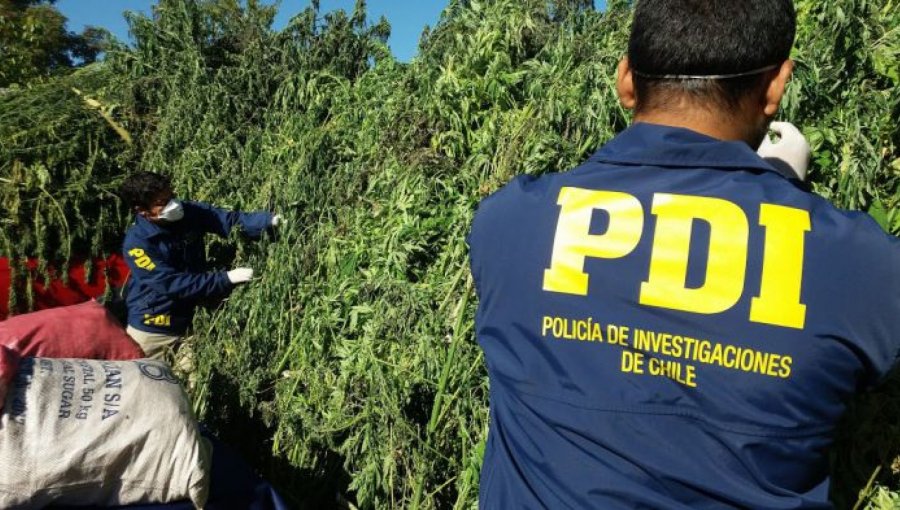 Capturan en La Ligua a banda de narcos que buscaba quebradas con caídas de agua para sembrar marihuana