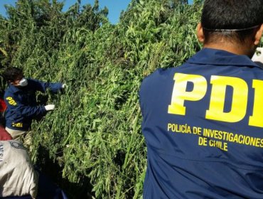 Capturan en La Ligua a banda de narcos que buscaba quebradas con caídas de agua para sembrar marihuana