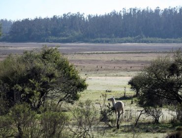 Guardaparques sorprendieron a seis personas al interior de la Reserva Nacional Lago Peñuelas