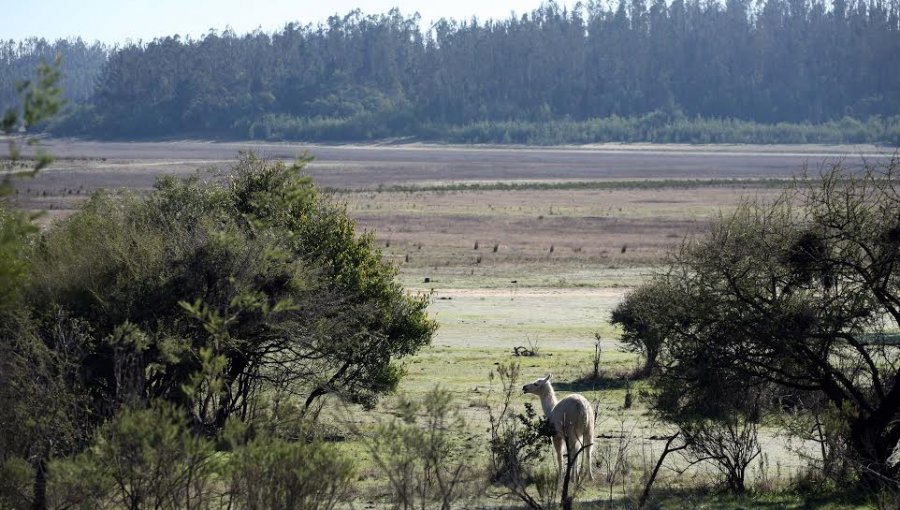 Guardaparques sorprendieron a seis personas al interior de la Reserva Nacional Lago Peñuelas