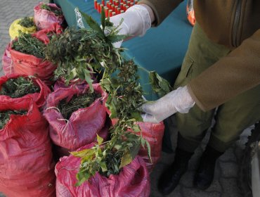 Banda mantenía cultivo de marihuana a 2.470 metros de altura en Atacama