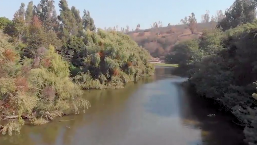 Denuncian que obras de Esval están dañando la flora y fauna en estero de Limache: empresa lo desmiente