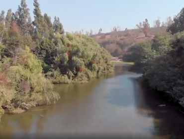 Denuncian que obras de Esval están dañando la flora y fauna en estero de Limache: empresa lo desmiente