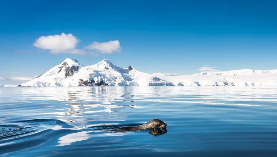 Geólogos chilenos buscan revelar el origen de la península Antártica