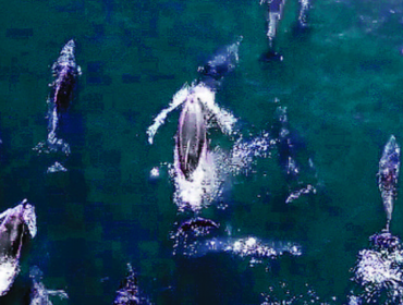 Avistan una veintena de delfines nariz de botella frente a la costa de Reñaca