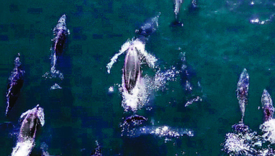 Avistan una veintena de delfines nariz de botella frente a la costa de Reñaca