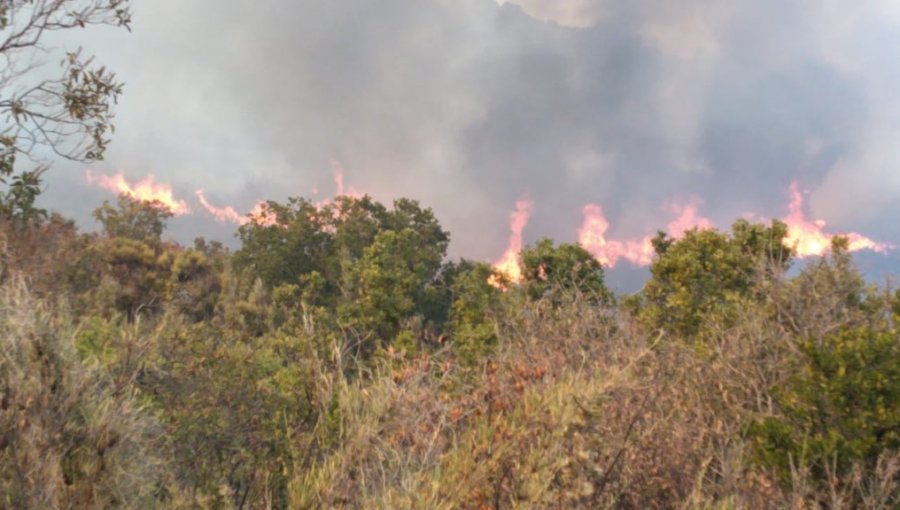 Decretan Alerta Roja para la provincia de Marga Marga por incendio forestal en Colliguay