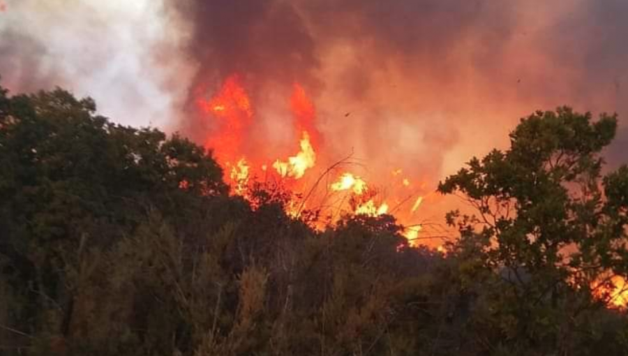 Quilpué y Limache bajo Alerta Amarilla por incendio forestal que consume 15 hectáreas de bosque nativo