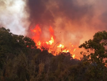 Alerta Roja en Marga Marga: 10 personas fueron evacuadas porque incendio forestal se acercaba a sus casas