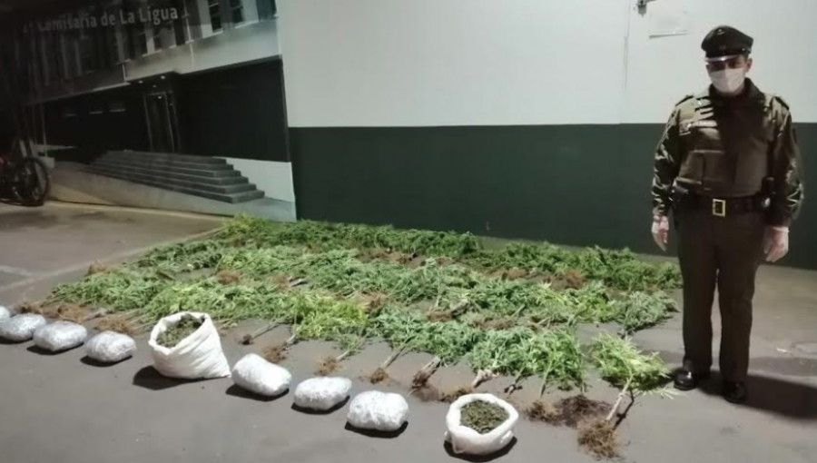 Detienen a hombre que mantenía cultivo de marihuana en su domicilio en Petorca