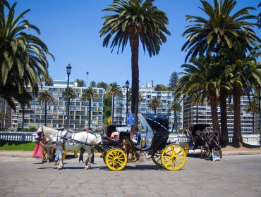 El fin de una era: tradicionales coches victoria desaparecerán de las calles de Viña del Mar