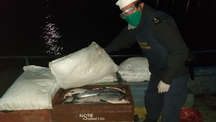 Prisión preventiva para imputados por robo de salmones en centro de cultivo de Quemchi