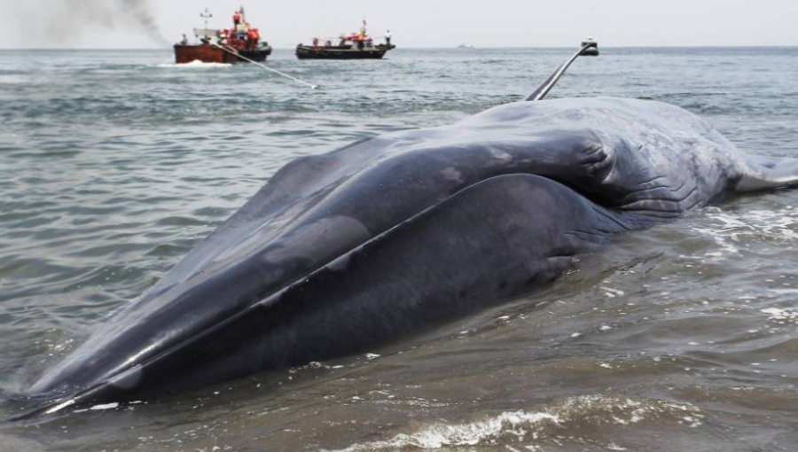 Investigan muerte de ballena que apareció enmallada en centro de cultivo de empresa de Aysén