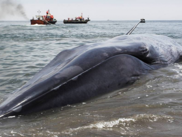 Investigan muerte de ballena que apareció enmallada en centro de cultivo de empresa de Aysén