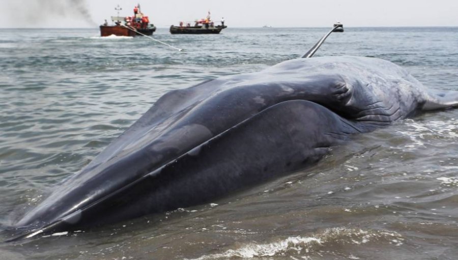 Investigan muerte de ballena que apareció enmallada en centro de cultivo de empresa de Aysén