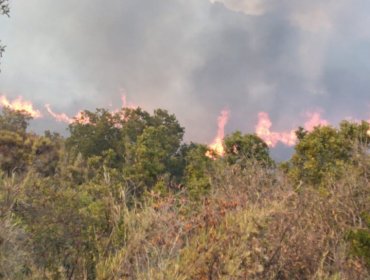 Controlan incendio forestal en Quilpué y cancelan la Alerta Roja Provincial