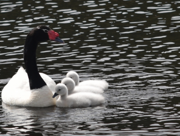 Registro histórico de cisnes de cuello negro en el Santuario Río Cruces y Chorocamayo