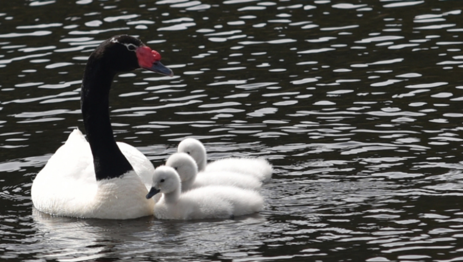 Registro histórico de cisnes de cuello negro en el Santuario Río Cruces y Chorocamayo