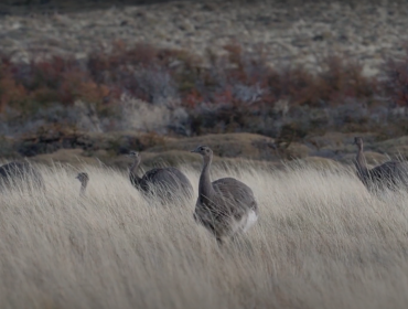 14 ñandúes fueron liberados en el Parque Nacional Patagonia