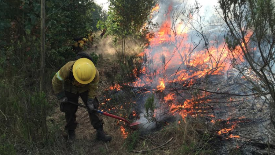 Conaf llama a prevenir incendios forestales ante condiciones de riesgo en la región de Valparaíso