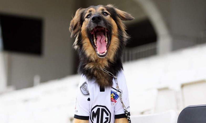 Colo-Colo anunció la muerte de "Capitán", la mascota oficial del club