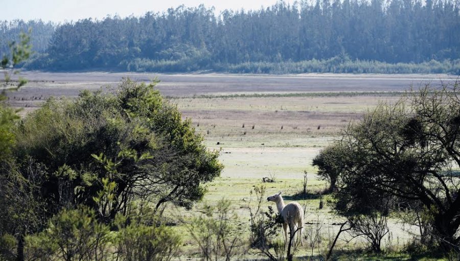 Con un video educativo, Conaf celebra 68 años de la reserva nacional Lago Peñuelas