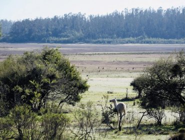 Con un video educativo, Conaf celebra 68 años de la reserva nacional Lago Peñuelas