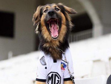 Colo-Colo anunció la muerte de "Capitán", la mascota oficial del club